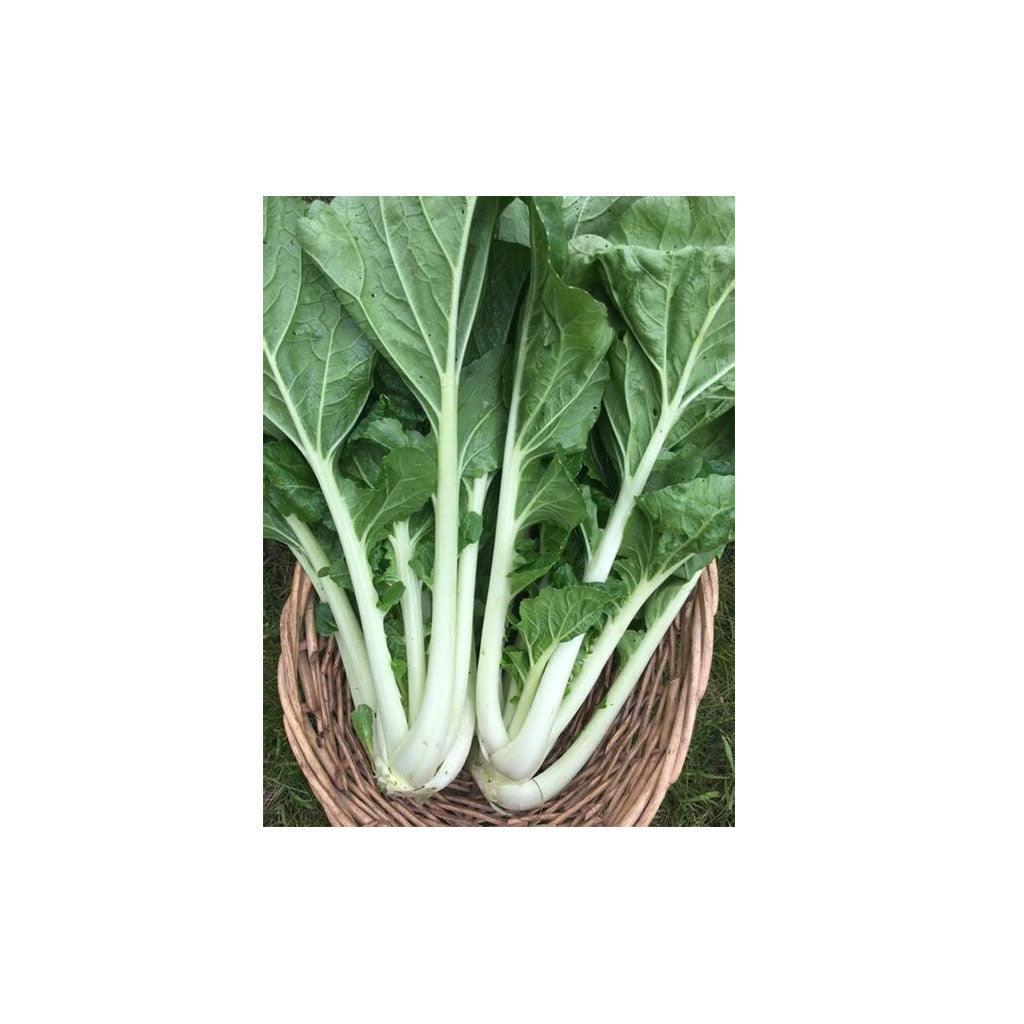 Bok Choi Prize Choi Organic (Seeds) Nordic Seeds - La Boite à Grains