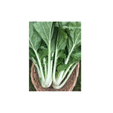 Bok Choi Prize Choi Organic (Seeds) Nordic Seeds - La Boite à Grains