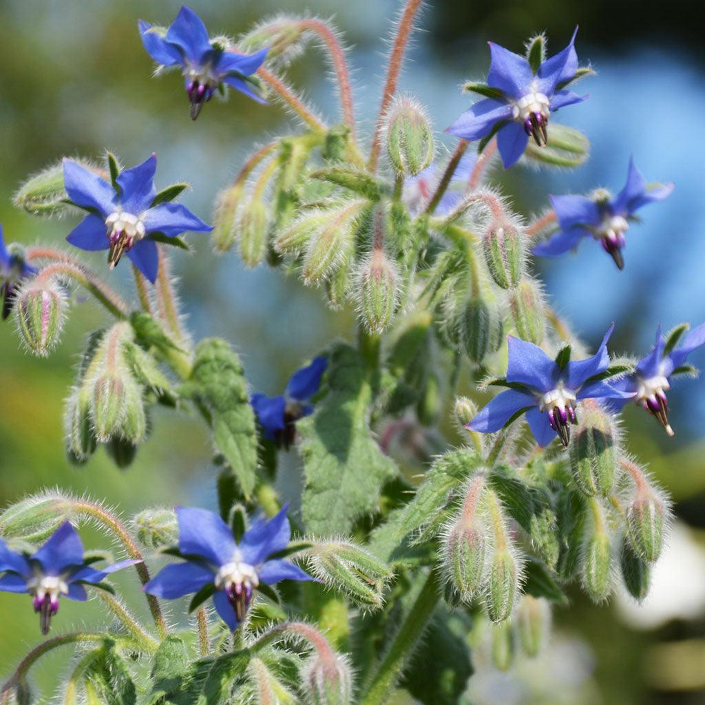 Organic Borage Officinale Les Jardins de l’Écoumène - La Boite à Grains