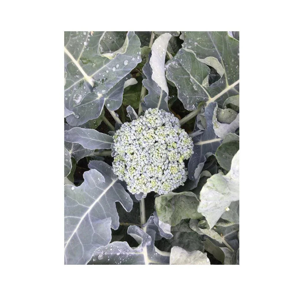 Organic Cicco Broccoli (Seeds) Nordic Seeds - La Boite à Grains