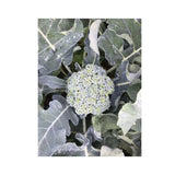 Organic Cicco Broccoli (Seeds) Nordic Seeds - La Boite à Grains