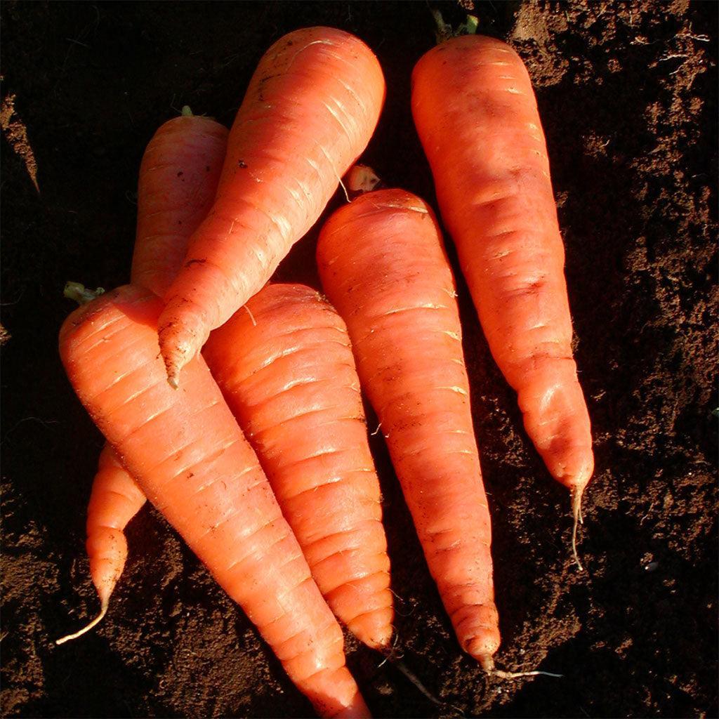 Carrot Red Cored Chantenay Organic Les Jardins de l'Écoumène - La Boite à Grains