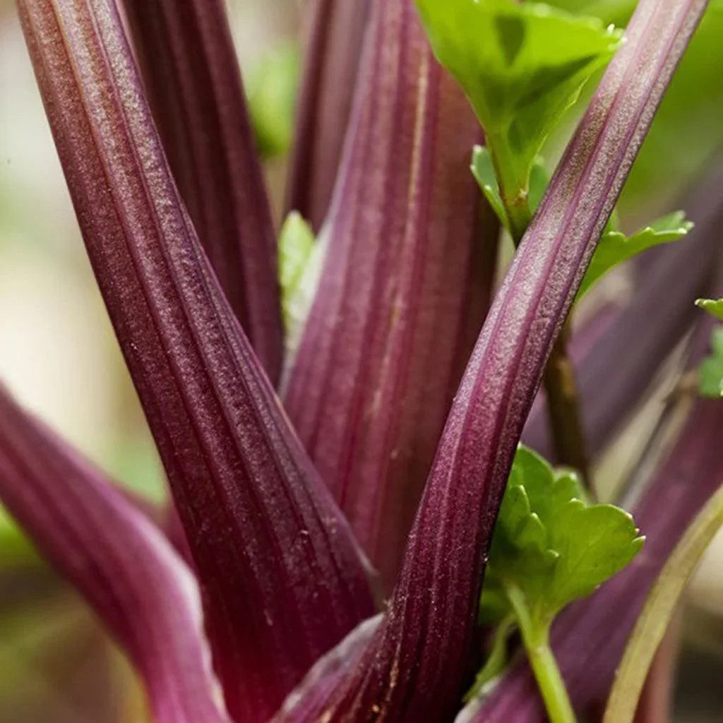 Redventure Organic Celery Les Jardins de l’Écoumène - La Boite à Grains