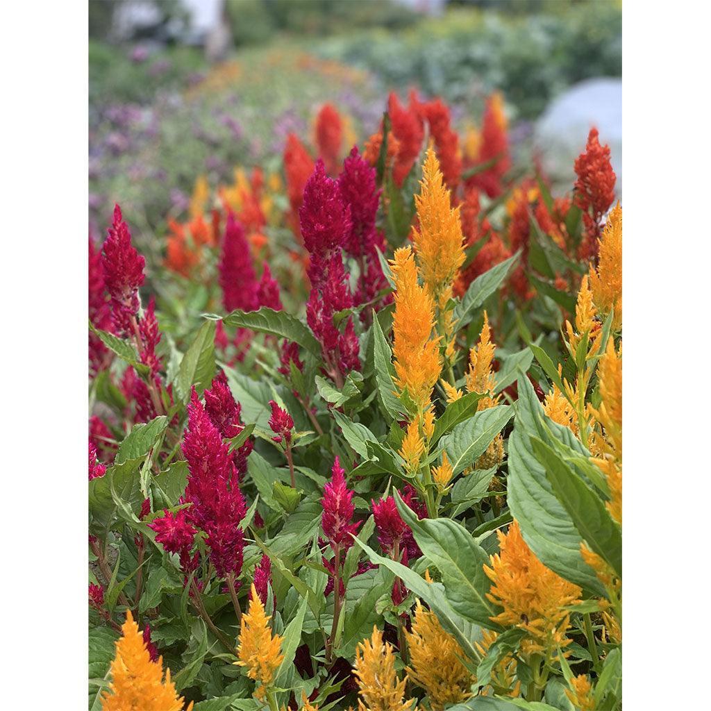 Celosia Century Mix Organic (Seeds) Nordic Seeds - La Boite à Grains