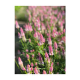 Celosia Pink Flamingo Organic (Seeds) Nordic Seeds - La Boite à Grains