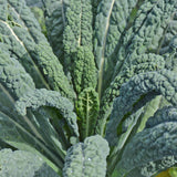 Organic Kale Lacinato Les Jardins de l'Écoumène - La Boite à Grains