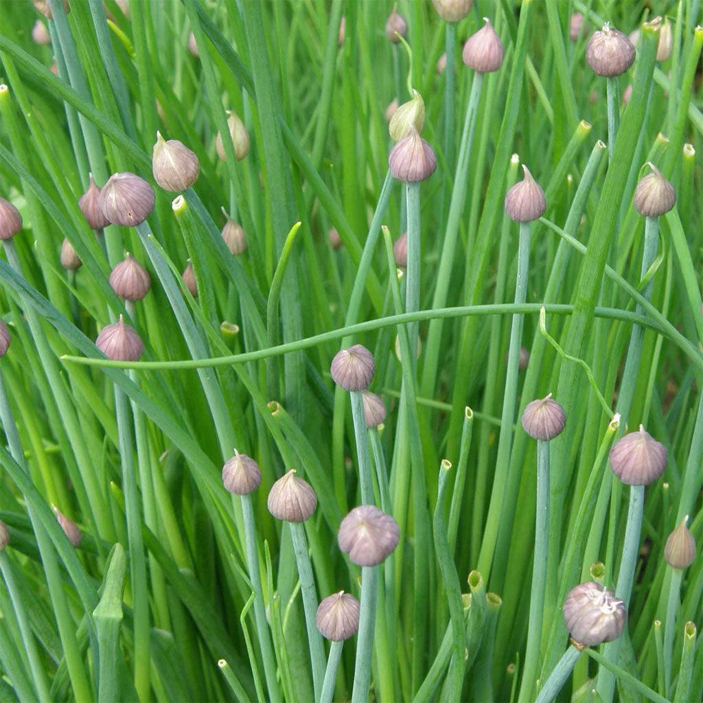 Organic Garden Chives Les Jardins de l’Écoumène - La Boite à Grains