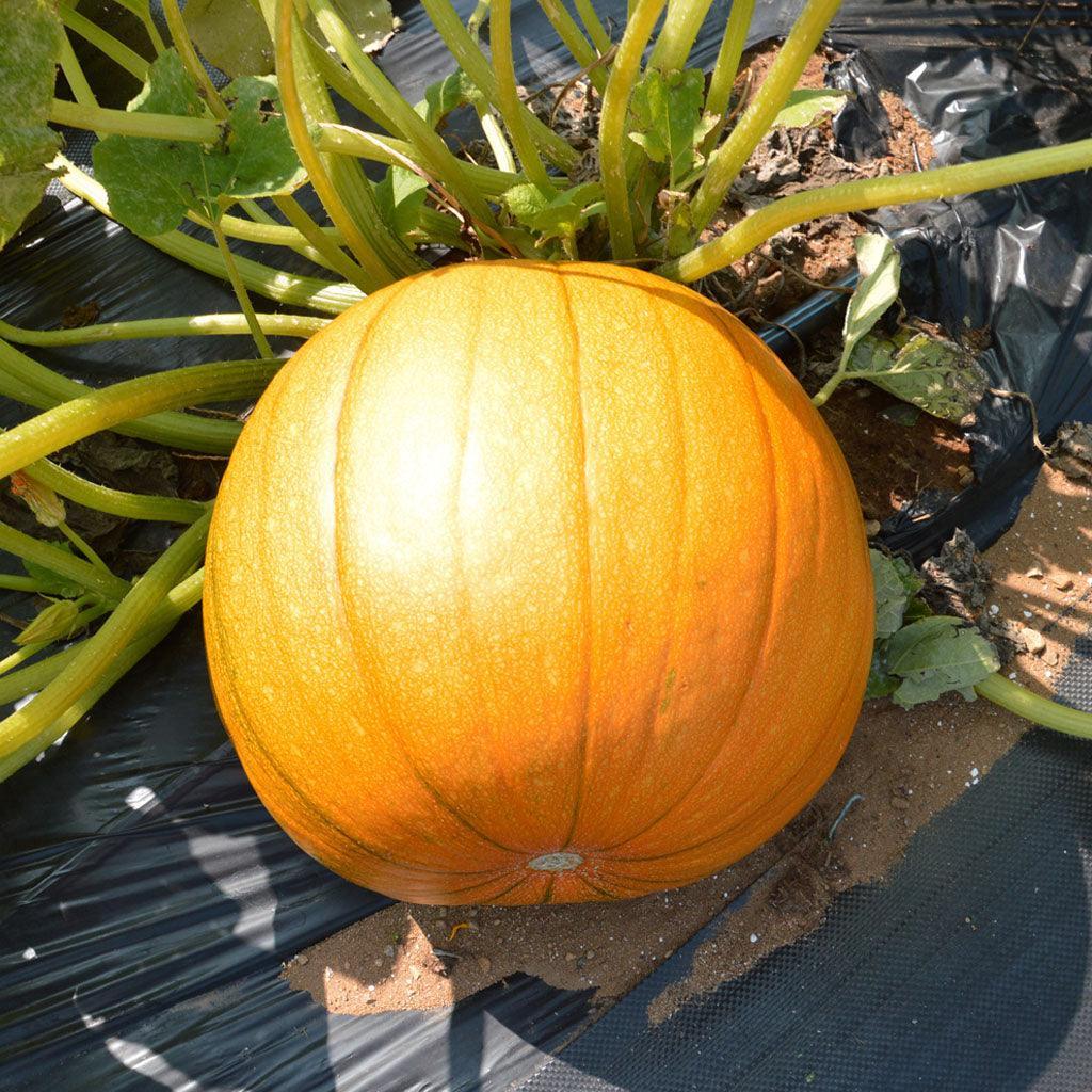 Organic Cheyenne Bush Pumpkin Les Jardins de l'Écoumène - La Boite à Grains
