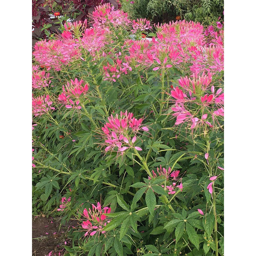 Organic Cleome (Seeds) Nordic Seeds - La Boite à Grains