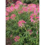 Organic Cleome (Seeds) Nordic Seeds - La Boite à Grains