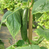 Concombre Libanais Green Finger Biologique Les Jardins de l'Écoumène - La Boite à Grains