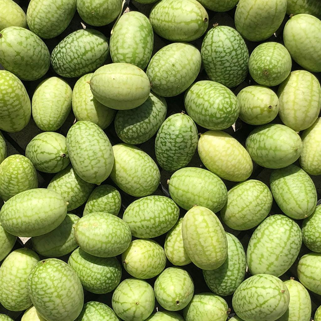 Concombre Mexicain Biologique Les Jardins de l'Écoumène - La Boite à Grains