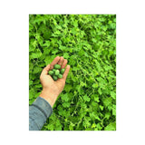 Organic Mexican Cucumber (Seeds) Nordic Seeds - La Boite à Grains