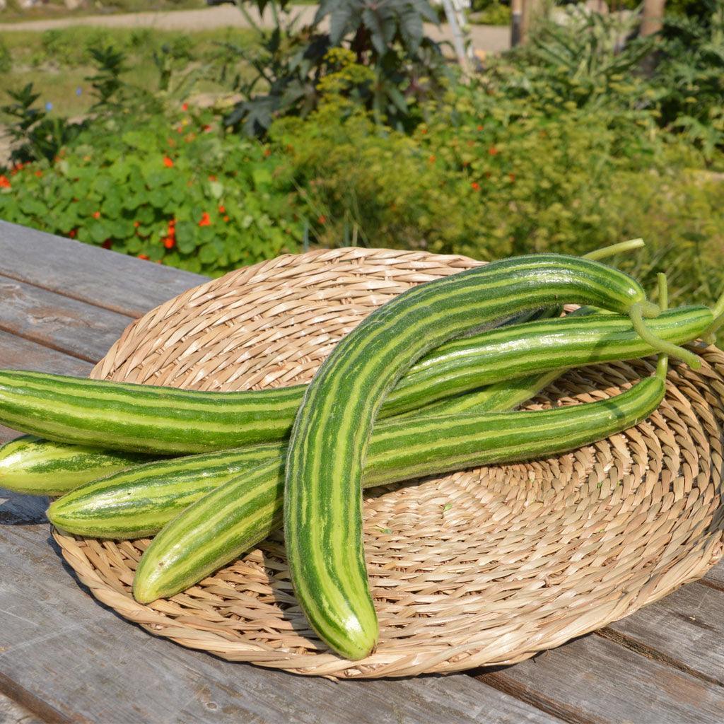 Organic Snake Cucumber Les Jardins de l'Écoumène - La Boite à Grains