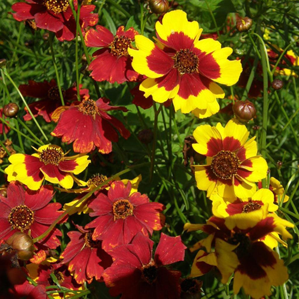 Coreopsis Bouquet Magic Biologique Les Jardins de l'Écoumène - La Boite à Grains