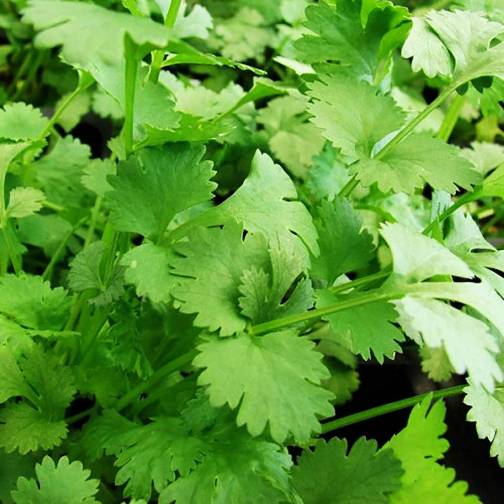 Coriandre Santo Biologique Les Jardins de l'Écoumène - La Boite à Grains