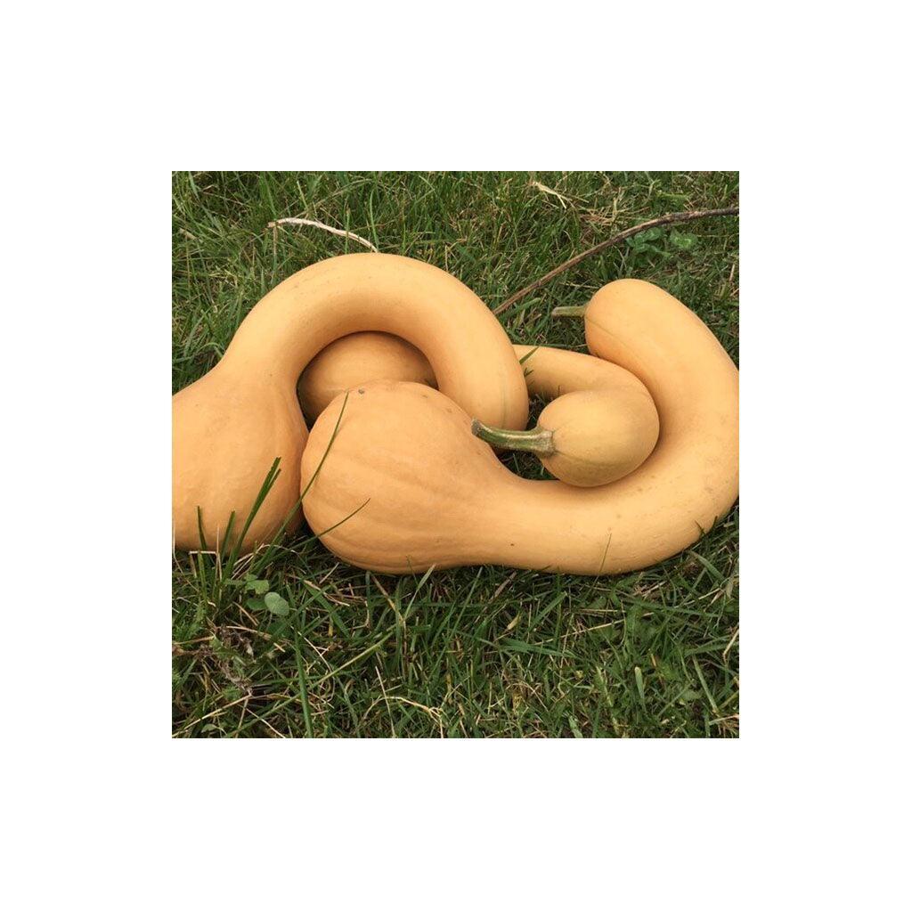 Organic Canada Crookneck Squash (Seeds) Nordic Seeds - La Boite à Grains