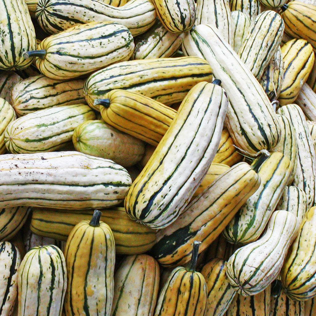 Organic Delicata Squash Les Jardins de l'Écoumène - La Boite à Grains