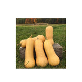 Organic Early Butternut Remix Squash (Seeds) Nordic Seeds - La Boite à Grains
