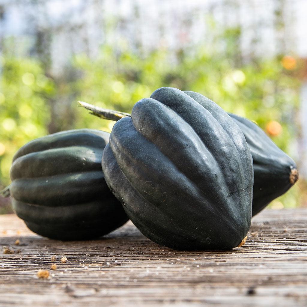 Organic Tuffy Acorn Squash Les Jardins de l’Écoumène