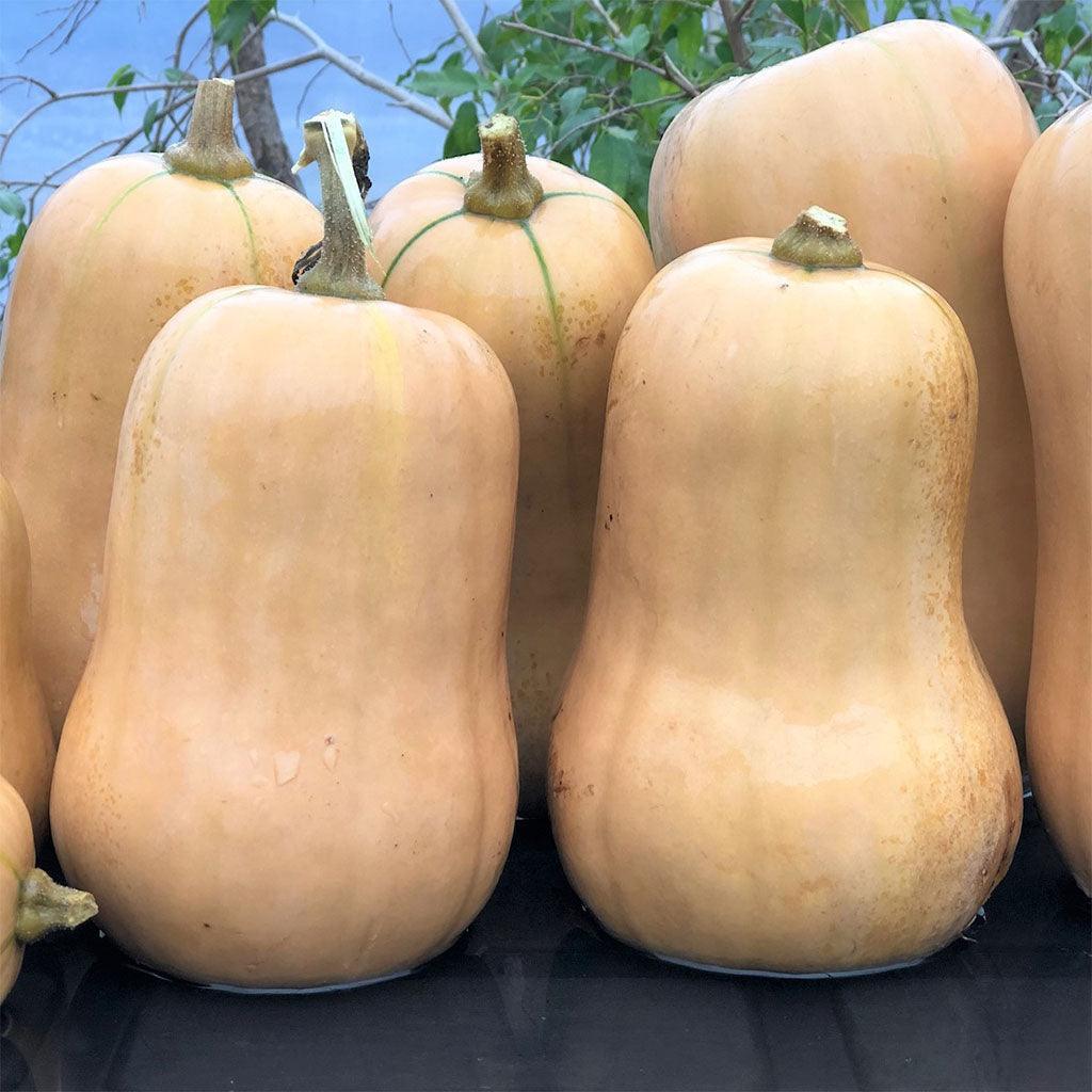 Courge Ponca Baby Butternut Biologique Les Jardins de l'Écoumène - La Boite à Grains
