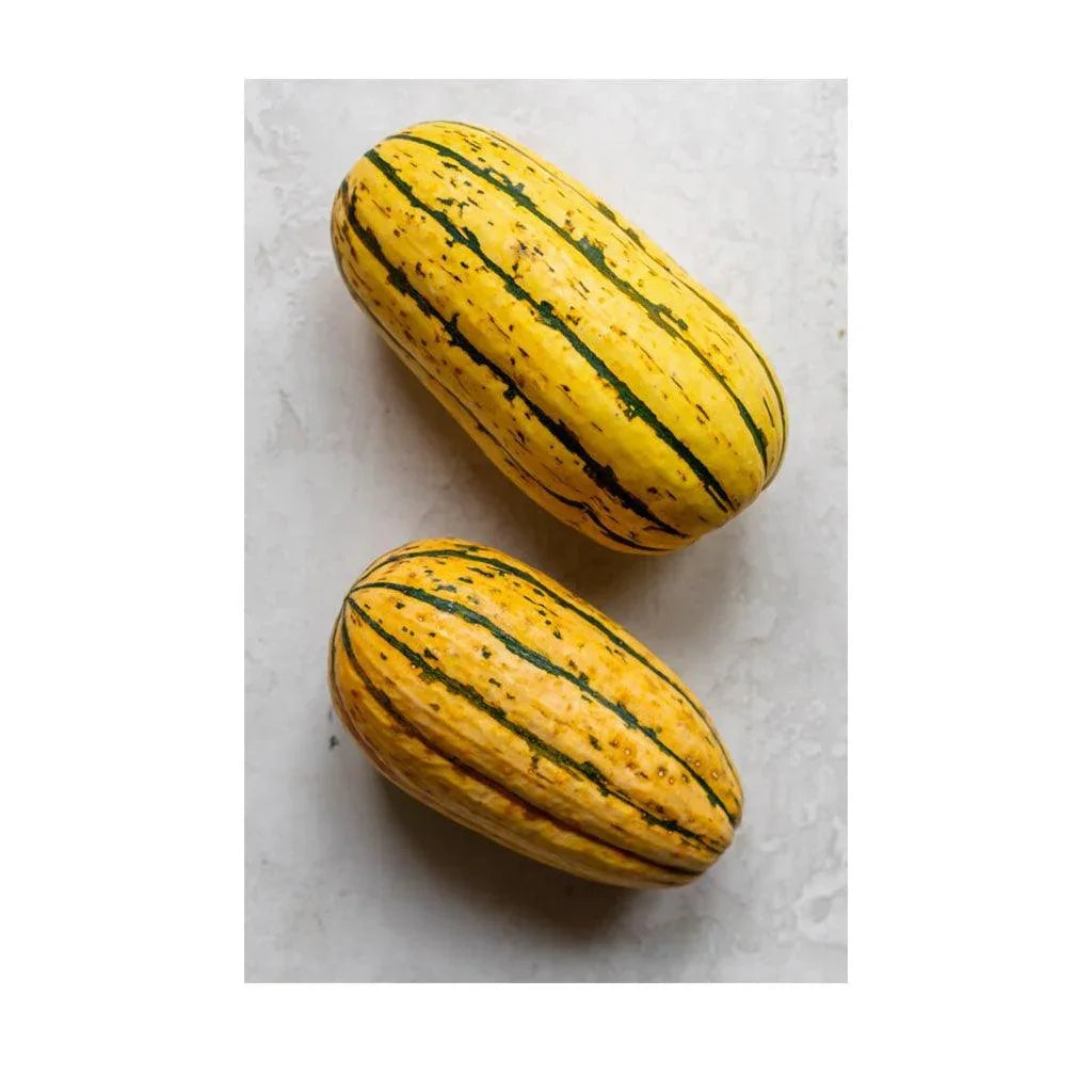 Courge Zeppelin Delicata Biologique (Semences) Semences Nordiques - La Boite à Grains