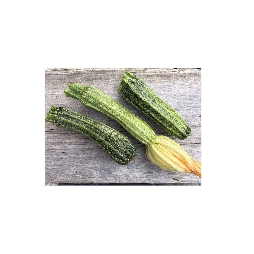 Courgette Costata Romanesco Biologique (Semences) Semences Nordiques - La Boite à Grains