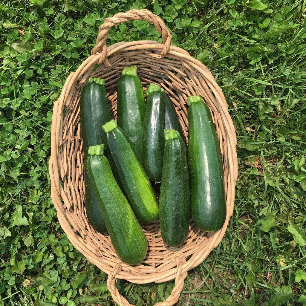 Courgette Dark Green Biologique (Semences) Semences Nordiques - La Boite à Grains