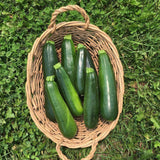 Courgette Dark Green Biologique (Semences) Semences Nordiques - La Boite à Grains