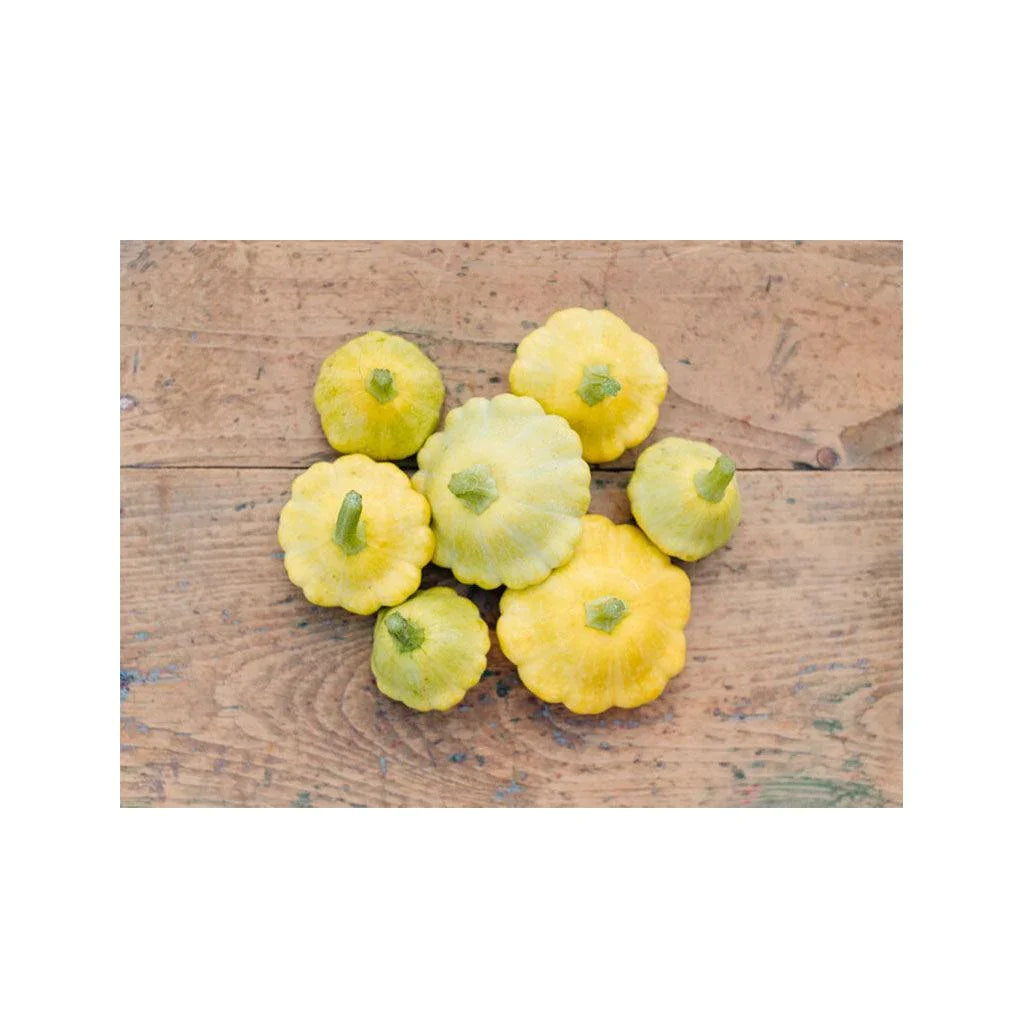 Organic Golden Scallopini Zucchini (Seeds) Nordic Seeds - La Boite à Grains