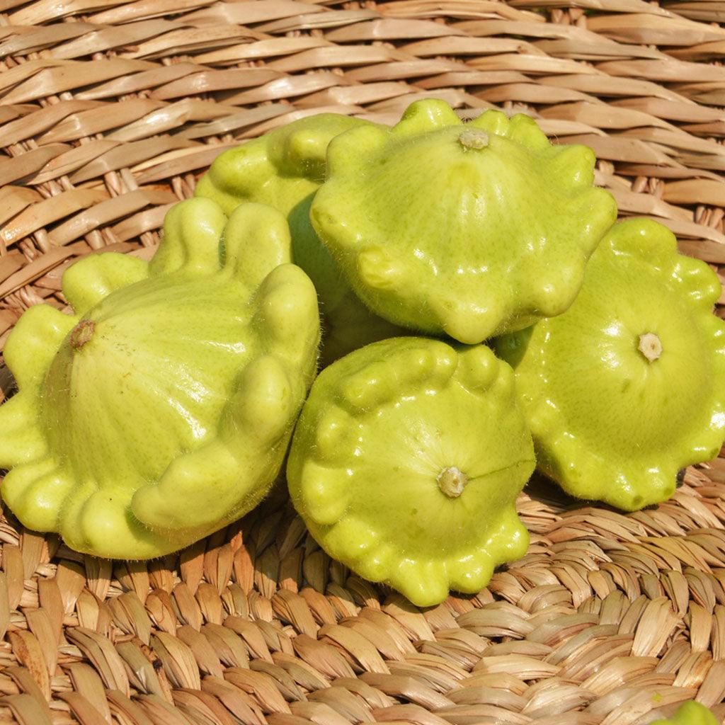 Courgette Pâtisson Jaune et Vert Biologique Les Jardins de l'Écoumène - La Boite à Grains