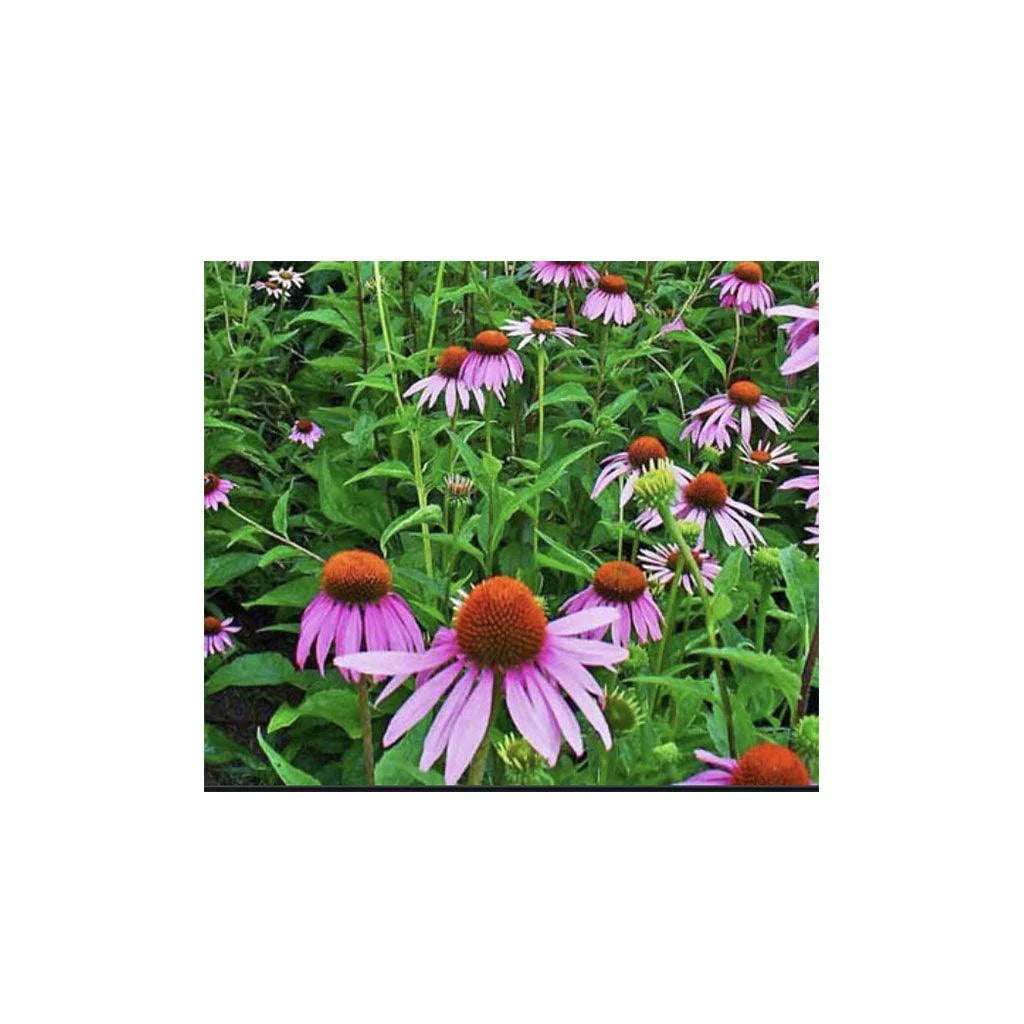 Organic Echinacea (Seeds) Nordic Seeds - La Boite à Grains