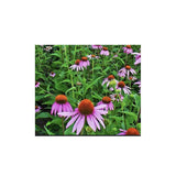 Organic Echinacea (Seeds) Nordic Seeds - La Boite à Grains