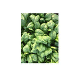 Organic Giant Winter Spinach (Seeds) Nordic Seeds - La Boite à Grains