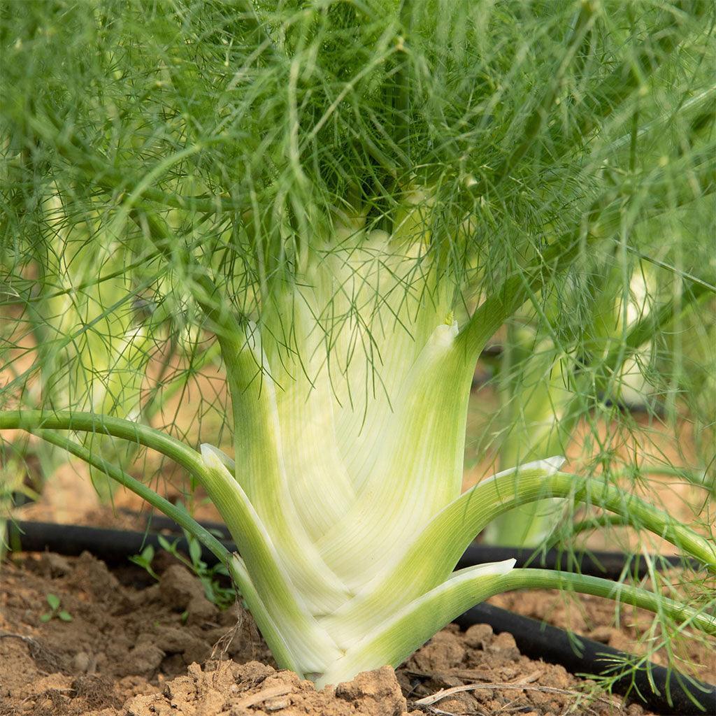 Organic Fino Fennel Les Jardins de l’Écoumène