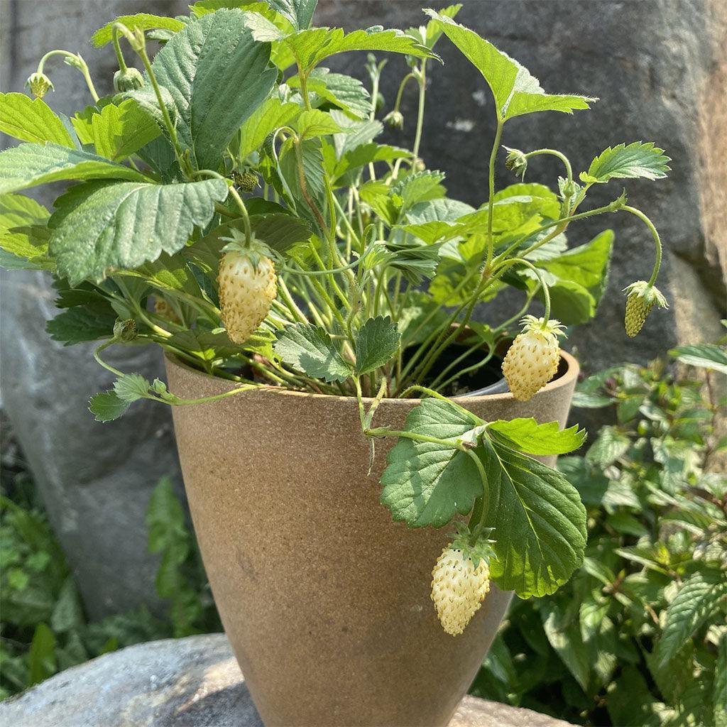 Alpine Strawberry Yellow Wonder Organic Les Jardins de l'Écoumène - La Boite à Grains