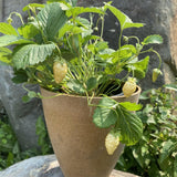 Alpine Strawberry Yellow Wonder Organic Les Jardins de l'Écoumène - La Boite à Grains