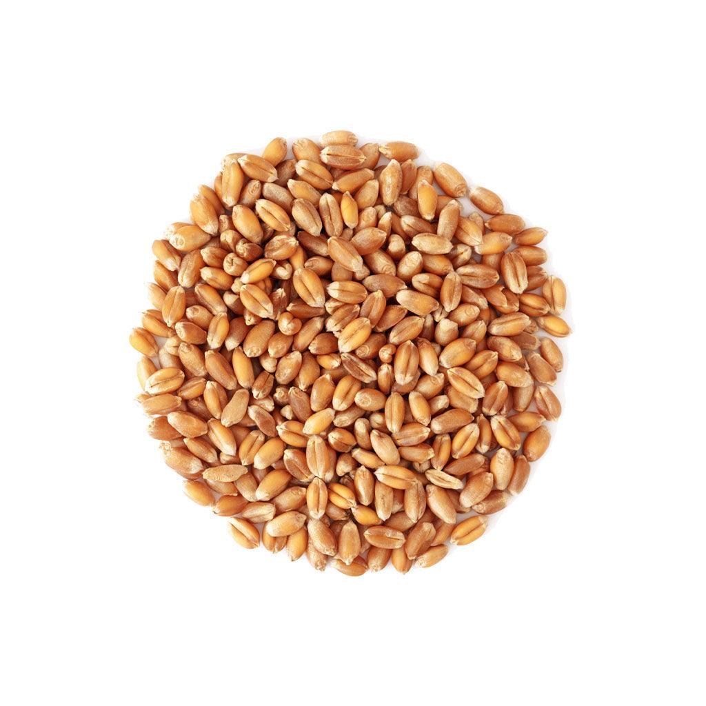 Grains Blé Dur Biologiques (Vrac) La Boite à Grains Vrac - La Boite à Grains