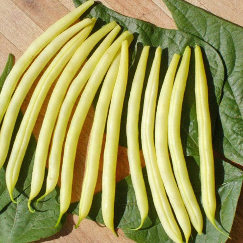 Organic Rocquencourt Butter Beans Les Jardins de l'Écoumène - La Boite à Grains