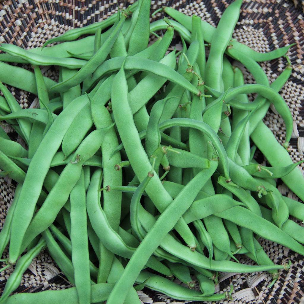 Organic Northeaster Bean Les Jardins de l'Écoumène - La Boite à Grains