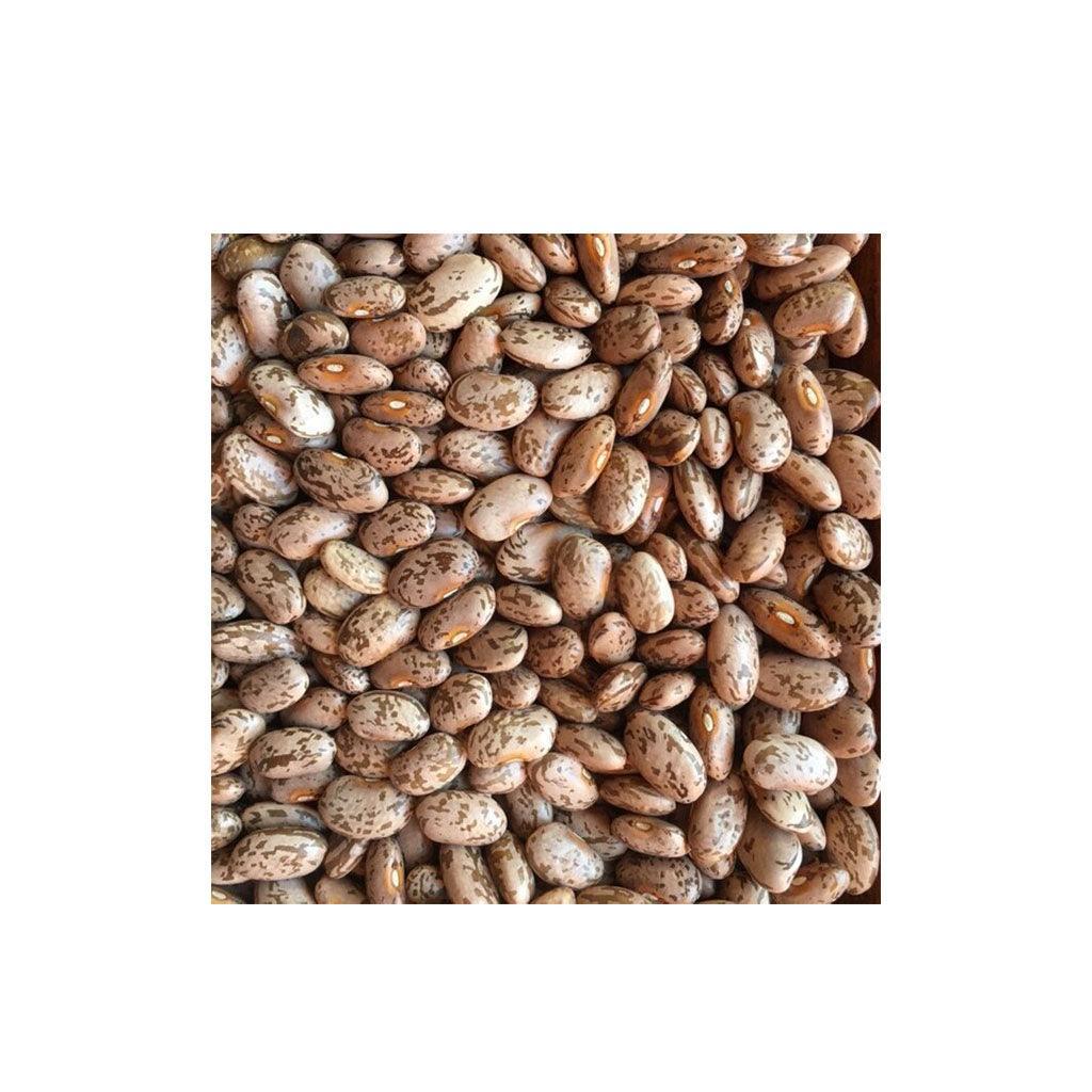 Organic Dried Pinto Bean (Seeds) Nordic Seeds - La Boite à Grains