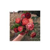 Immortelles Lovely Mix Organic (Seeds) Nordic Seeds - La Boite à Grains