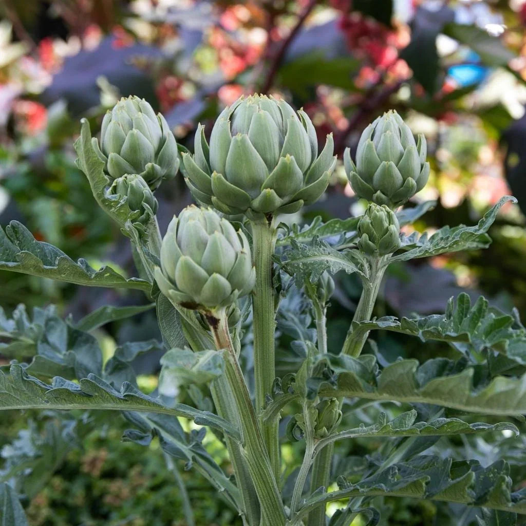 organic Tavor artichoke Les Jardins de l'Écoumène - La Boite à Grains