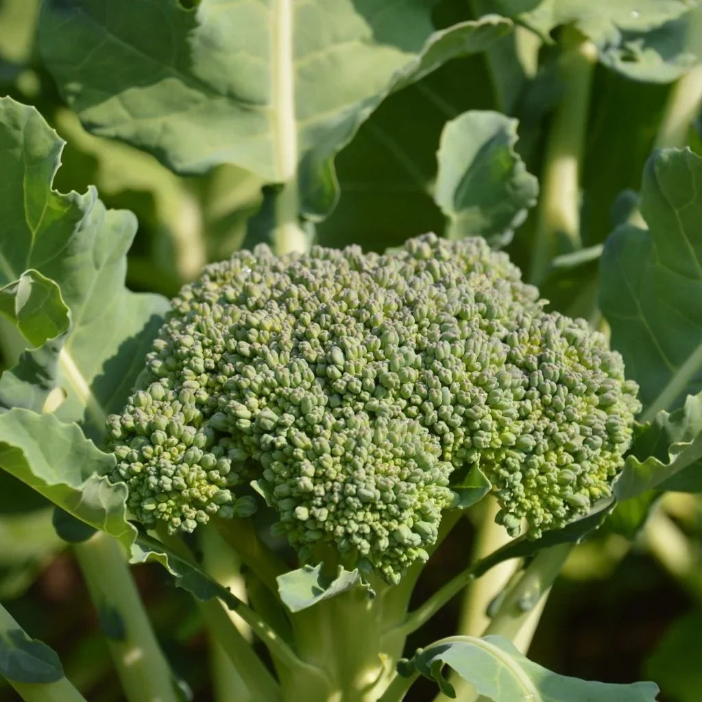brocoli Goliath Les Jardins de L'Écoumène - La Boite à Grains