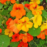 capucine Jewel biologique Les Jardins de l'Écoumène - La Boite à Grains