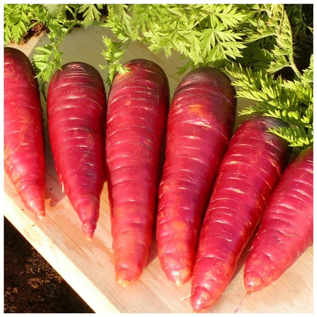 organic Purple Dragon carrot Les Jardins de l'Écoumène - La Boite à Grains