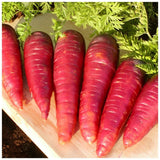 organic Purple Dragon carrot Les Jardins de l'Écoumène - La Boite à Grains