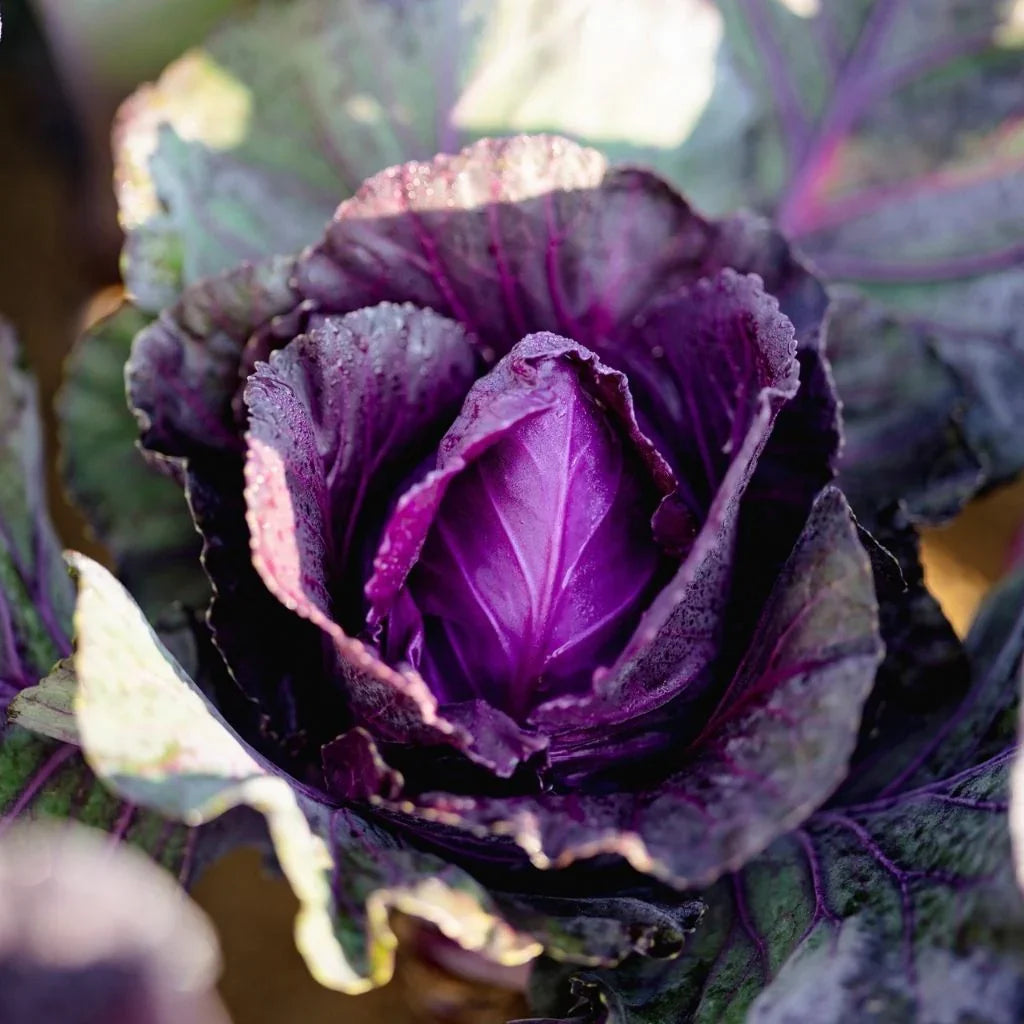 headed cabbage Red Kalibos Les Jardins de l’Écoumène - La Boite à Grains