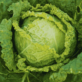 organic cabbage Savoie Winter King Les Jardins de l'Écoumène - La Boite à Grains