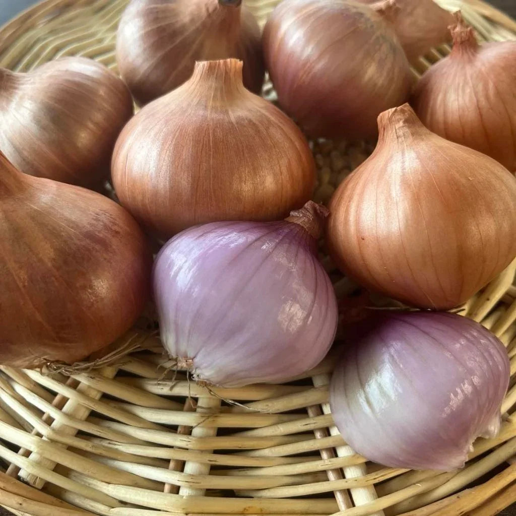 shallot Val aux Vents organic Les Jardins de l’écoumène - La Boite à Grains